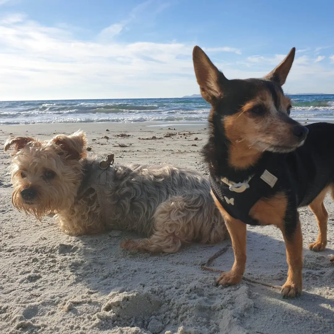 chiens à la plage